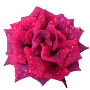 Online Kongress System